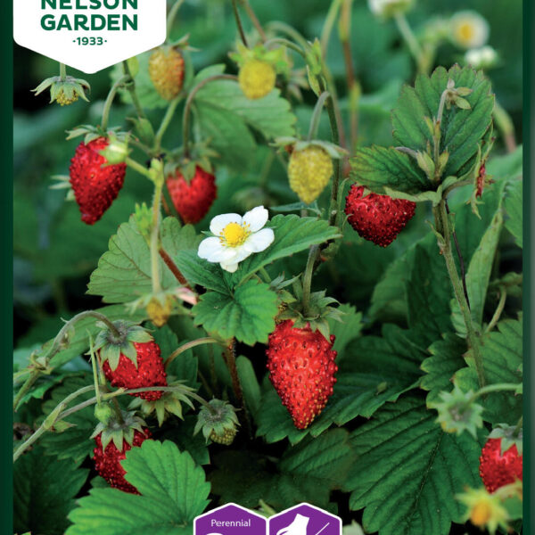 91401_strawberry_fragaria_vesca_litlagardbudin