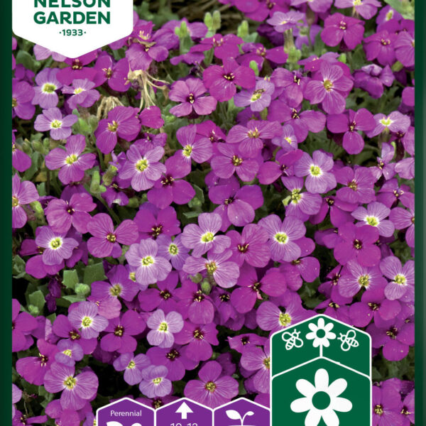 93226_aubrietia_hybrida_image_1