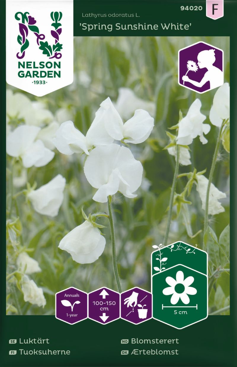 94020_lathyrus_odoratusspring_sunshine_white_litlagardbudin 94020_lathyrus_odoratusspring_sunshine_white_litlagardbudin