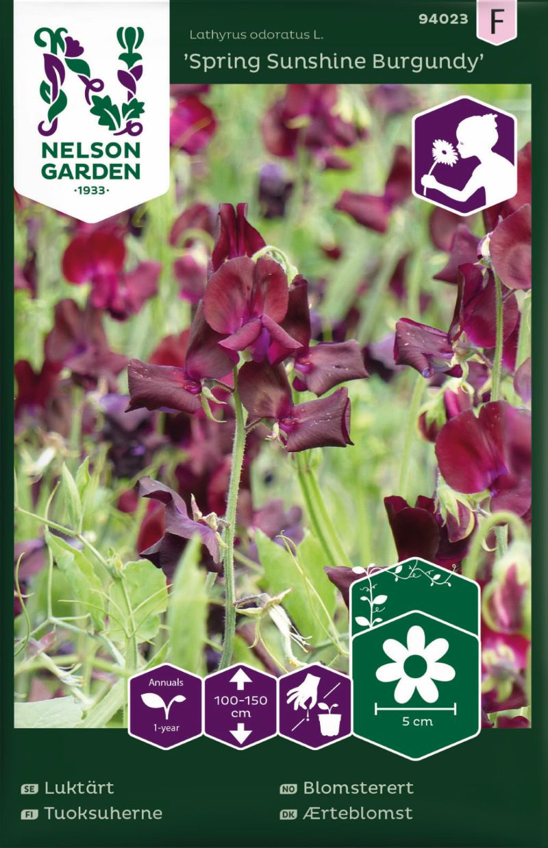 94023_lathyrus_odoratusspring_sunshine_burgu_litlagardbudin 94023_lathyrus_odoratusspring_sunshine_burgu_litlagardbudin