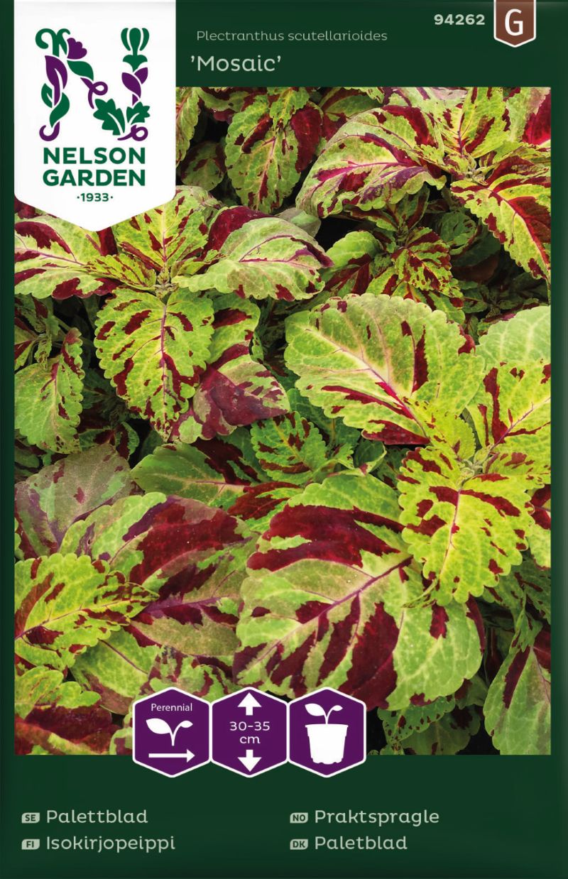 94262_coleus_mosaic_litlagardbudin 94262_coleus_mosaic_litlagardbudin