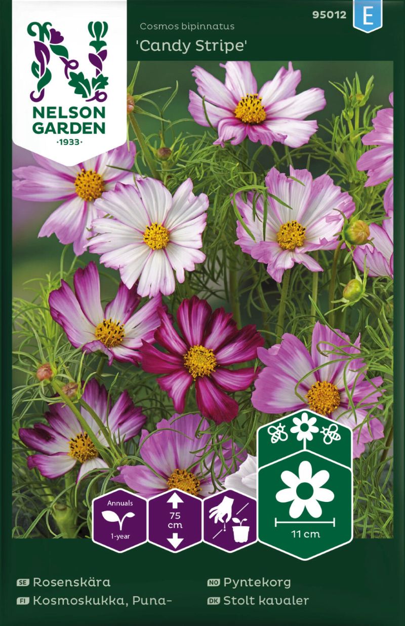 95012_cosmos_bipinnatuscandy_stripe_litlagardbudin 95012_cosmos_bipinnatuscandy_stripe_litlagardbudin