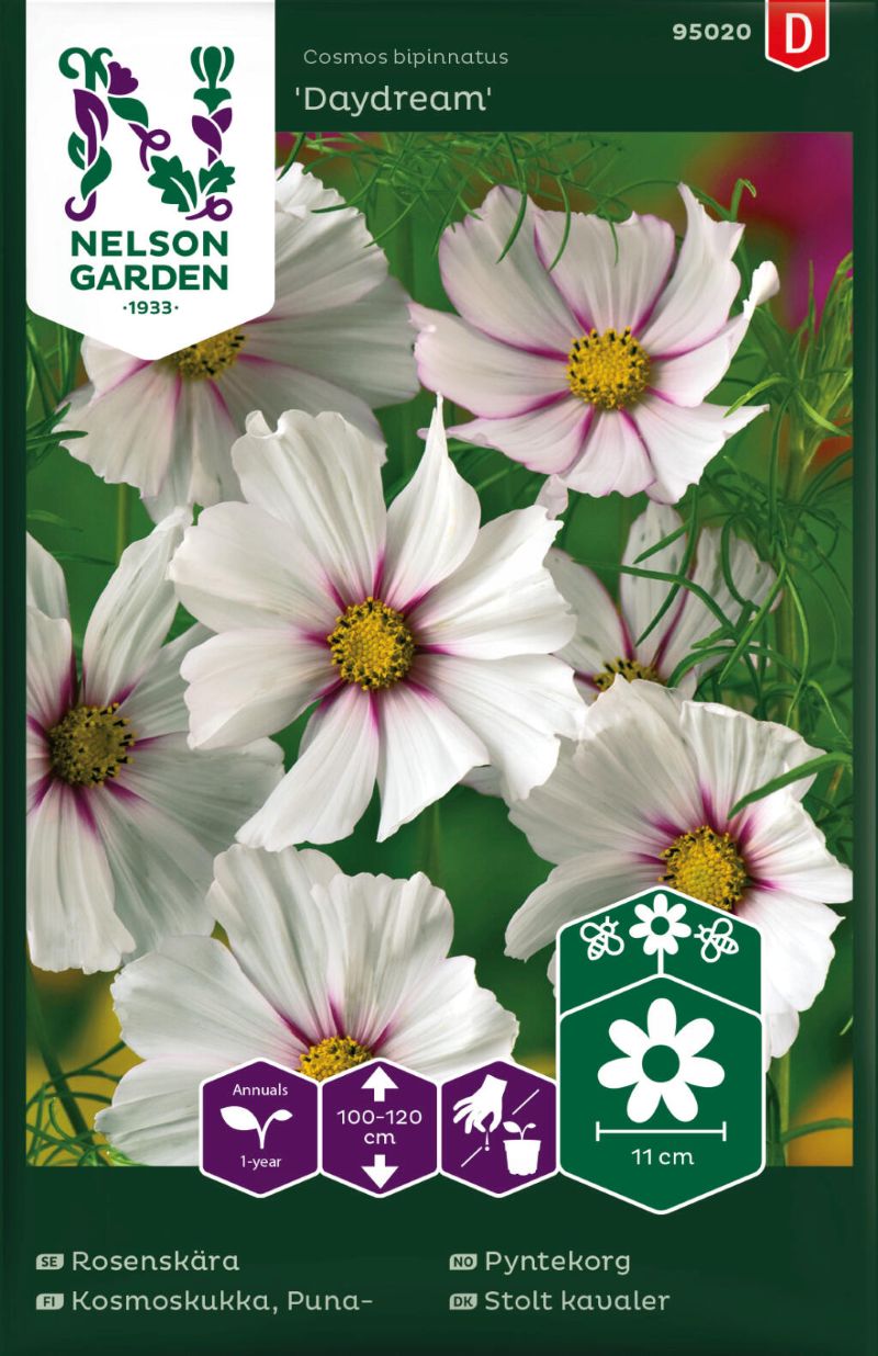 95020_cosmos_bipinnatusdaydream_litlagardbudin 95020_cosmos_bipinnatusdaydream_litlagardbudin